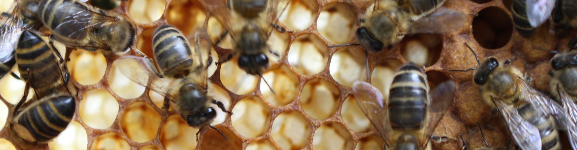 East Lancashire Beekeepers Association
