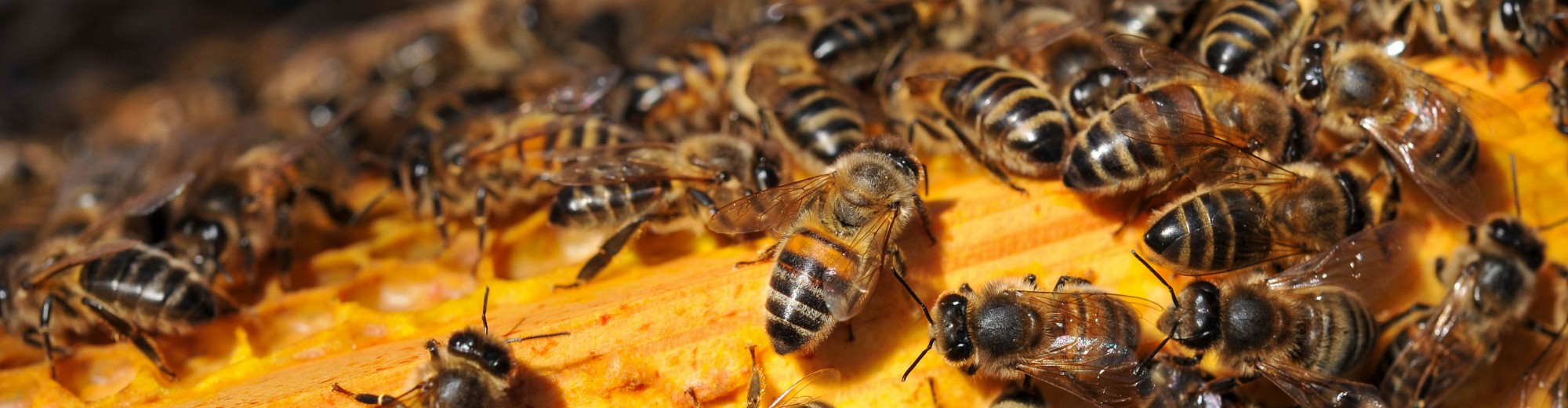 East Lancashire Beekeepers Association