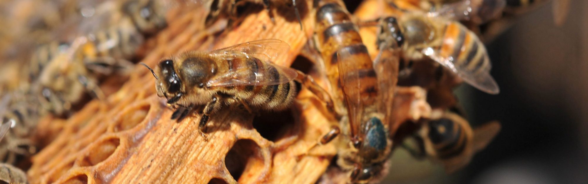 East Lancashire Beekeepers Association